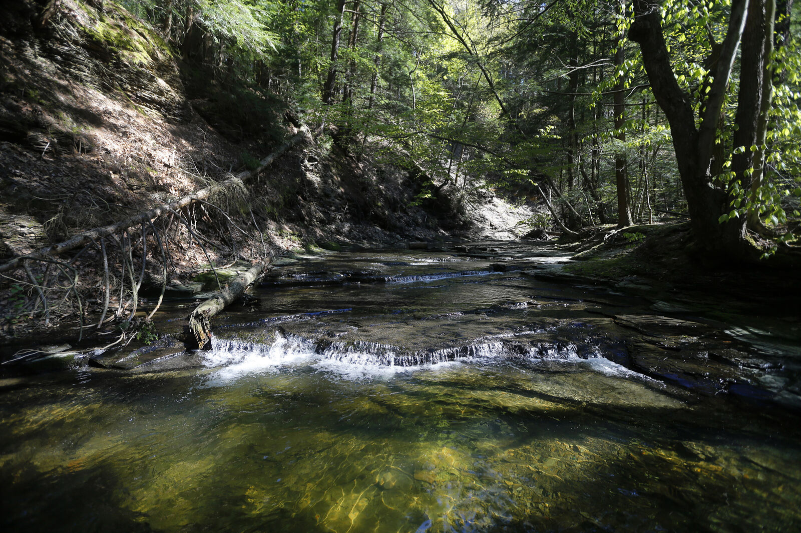 Sounds of the Creek